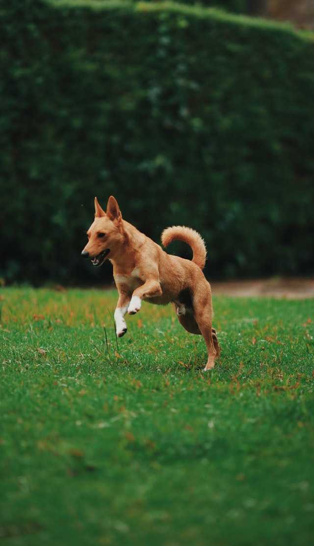 Why Does My Dog Eat Grass?